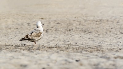 The white bird in brown
